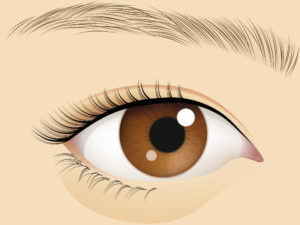 クマのコラム201606-1_1